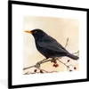 MuchoWow® Gerahmtes Poster Amsel - Vogel - Zweige - Beere - Produktbild-Vorschau 1