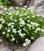 BALDUR Garten 3x Winterhartes Sternmoos, Pflanzen im 9x9 Produktbild-Vorschau 2