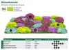 Dehner Bio Stauden-Set Bodendecker, je 4x 6 verschiedene Produktbild-Vorschau 3