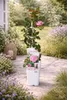 Kletterrose Crazy in Love Pink 50–70 cm – rosa Edelrose, Produktbild-Vorschau 2