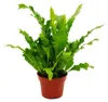 Asplenium nidus Campio – speciální odrůdy pokojových Náhled obrázku produktu 1
