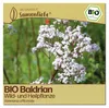 Samenliebe  Baldrian Samen | Wildblume - winterhart & Produktbild-Vorschau 1
