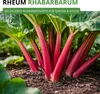 Rhabarber Victoria Samen - Rheum rhabarbarum - Produktbild-Vorschau 2