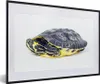 MuchoWow® Gerahmtes Poster Schildkröte im Panzer vor weißem Produktbild-Vorschau 1