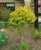 A small, round, yellow-green tree stands in a garden bed with daffodils and other plants. Produktbild-Vorschau