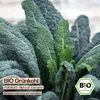 Samenliebe  Grünkohl Samen | Nero di Toscana - winterhart & Produktbild-Vorschau 4