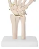 Anatomie Skelett Mensch Modell Skelett Hand Lebensgroß Produktbild-Vorschau 4