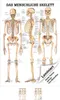 Das menschliche Skelett Lehrtafel Anatomie 100x70 cm Produktbild-Vorschau 1