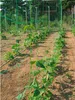 Pflanzennetz Ranknetz 1,8 x 5m Rankhilfe Gartennetz Produktbild-Vorschau 1