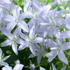 6er-Set - Campanula Ambella White - Glockenblume - Produktbild-Vorschau 4