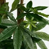 Mica Decorations Pachira Kunstplant - Kunstboom Watercacao Productafbeelding-voorbeeld 4