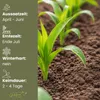 GardenTaurus®  Zuckermais Golden Bantam sehr süß Produktbild-Vorschau 4
