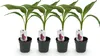GreenboutiQ - Obstpflanze - Bananenpflanze - Musa Produktbild-Vorschau 1