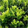 Plants by Frank | Grüne Spindelstrauch Hecke | Euonymus Produktbild-Vorschau 3