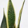 Langue de belle-mère - Sansevieria trifasciata Laurentii - Voir les images du produit 3