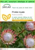 SAFLAX Garden to go - Protée royale - 5 graines - Protea Voir les images du produit 1