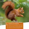 Wildlife Heart Eichhörnchen-Futterhaus | Wetterfest | Produktbild-Vorschau 7