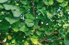 Set mit 4 Japanischer Walnussbaum – Ginkgo biloba – Höhe Produktbild-Vorschau 3