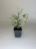 10 Stück, Topf 9cm, Bodendecker Euonymus fortunei Harlequin Produktbild-Vorschau 2