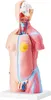Model ľudského tela, 23 kusov 455 mm, anatomický model Náhľad obrázku produktu 9