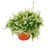 Wiszaca Calluna - zestaw 3 roslin - wiszacy wrzos miotlasty Podgląd zdjęcia produktu 2