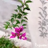 Bougainvillea Nawóz Płynny 1 L – 2-1-8 NPK – Do Kvitnúce Podgląd zdjęcia produktu 5