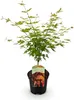 Japonský javor Acer palmatum Orange Dream, výška 70cm, Náhľad obrázku produktu 2