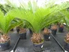 Cycas Revoluta 60 cm Palmfarn Sagopalme Palme, innen + Produktbild-Vorschau 6