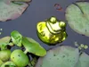Schwimmfrosch grün glänzend mittel Produktbild-Vorschau 2
