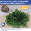 BALDUR Garten 1x Rose von Jericho, Wurzelware in Größe I, Produktbild-Vorschau 2