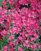 Rhododendron obt. 'Diamant Rosa', rosa Blüten, 20–25 cm Produktbild-Vorschau 4