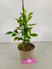 A small potted plant with green leaves and a brown pot. Náhľad obrázku produktu