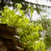2x Vitis Vinifera 'Vroege van der Laan' - Produktbild-Vorschau 4