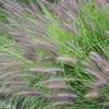 6 x Niedriges Lampenputzergras  - Pennisetum alopecuroides Produktbild-Vorschau 2