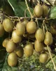 Kiwi Jenny 40-60 cm, im Topf - Actinidia chinensis Produktbild-Vorschau 2