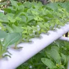 Hydroponic system with various leafy green vegetables growing in white pipes. Podgląd zdjęcia produktu