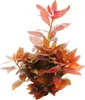 Ludwigia repens Rubin  Ludwigie Rubin Aquariumpflanzen Produktbild-Vorschau 2