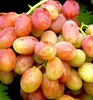 Tafeltraube ´DAŠUNJA´ 40-50 cm, Cont. 3 l Produktbild-Vorschau 1