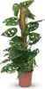 Green boutiQ - Zimmerpflanze - Monkey Mask - Monstera Produktbild-Vorschau 2