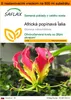 SAFLAX Garden in the bag - Africká popínavá ľalia - Náhľad obrázku produktu 1