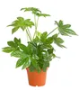 Dehner Zimmeraralie, Fatsia japonica, Zimmerpflanze mit Produktbild-Vorschau 1