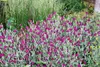 Lychnis coronaria, Lichtnelke, silbrig-grau, ca. 9x9 cm Produktbild-Vorschau 8