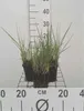 6 x Panicum virg. 'Northwind' - proso wiechowe - doniczka 9 Podgląd zdjęcia produktu 1
