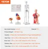 VEVOR Modèle d'anatomie humaine en 4 parties Modèle Voir les images du produit 11
