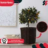 A kumquat tree in a woven basket on a shelf, with a framed picture and a woven tray in the background. Produktbild-Vorschau