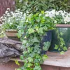 Bloomique - 2er-Set - Hedera Helix - Kleinblättriger Efeu - Produktbild-Vorschau 4