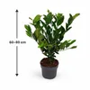 Magnolia gwiaździsta (Magnolia stellata) 60–80 cm – Podgląd zdjęcia produktu 4