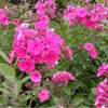 6 x Vysoká plamienka  - Phlox paniculata 'Tenor'  | Náhľad obrázku produktu 2
