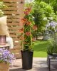 Lonicera heckrottii Goldflame 60–80 cm – Duftendes Produktbild-Vorschau 3