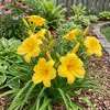 Bloomique - Zestaw 6 szt. - Hemerocallis Stella De Oro - Podgląd zdjęcia produktu 4